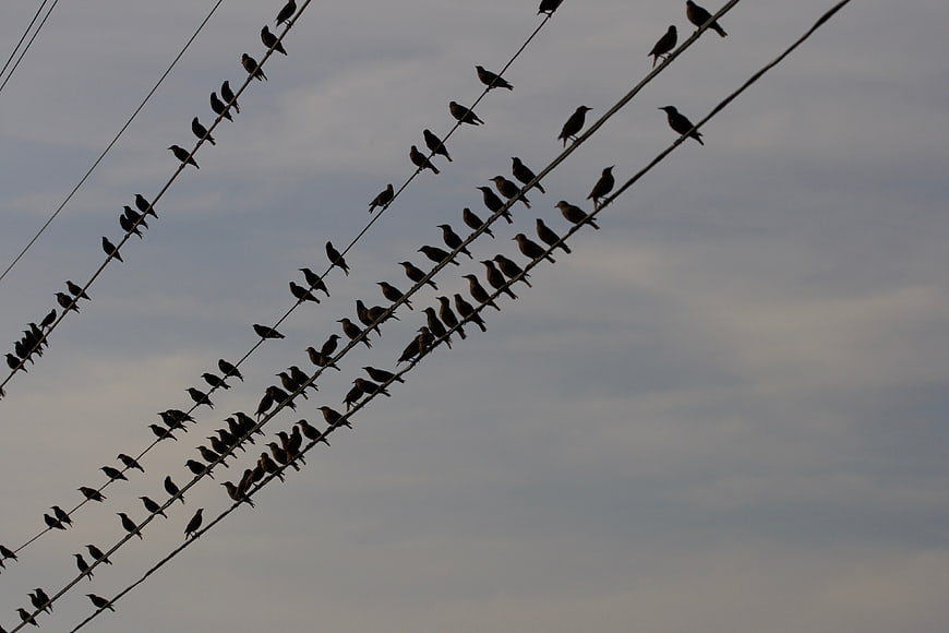 Silhouettes of Birds Perched on Diagonal Power Lines