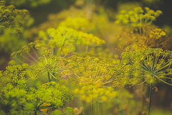 Close-up of blooming dill flowers in a sunny garden