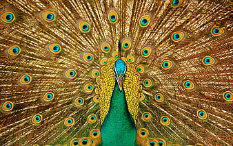 Frontal view of a peacock displaying its full iridescent tail fan