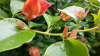 Close-up of Bougainvillea with Raindrops on Green Leaves
