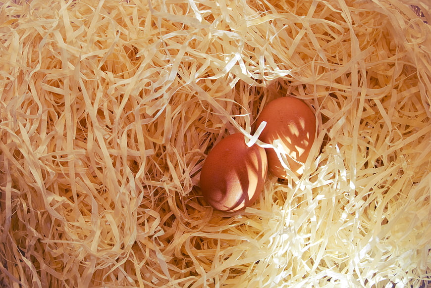 Two brown eggs nestled in straw