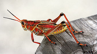 Vibrant Red Grasshopper Macro on Weathered Wood