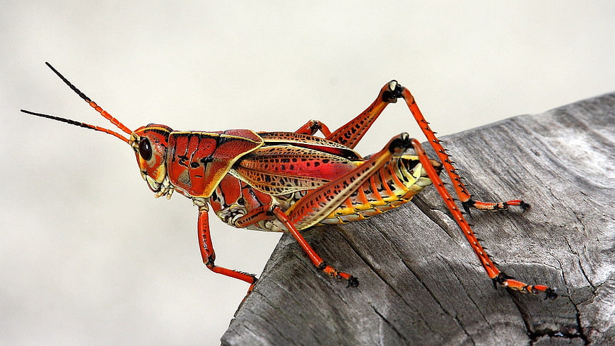 Vibrant Red Grasshopper Macro on Weathered Wood
