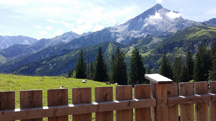 Alpine mountain landscape with wooden fence and grazing cows