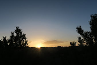 Silhouette of pine trees against a golden sunset sky