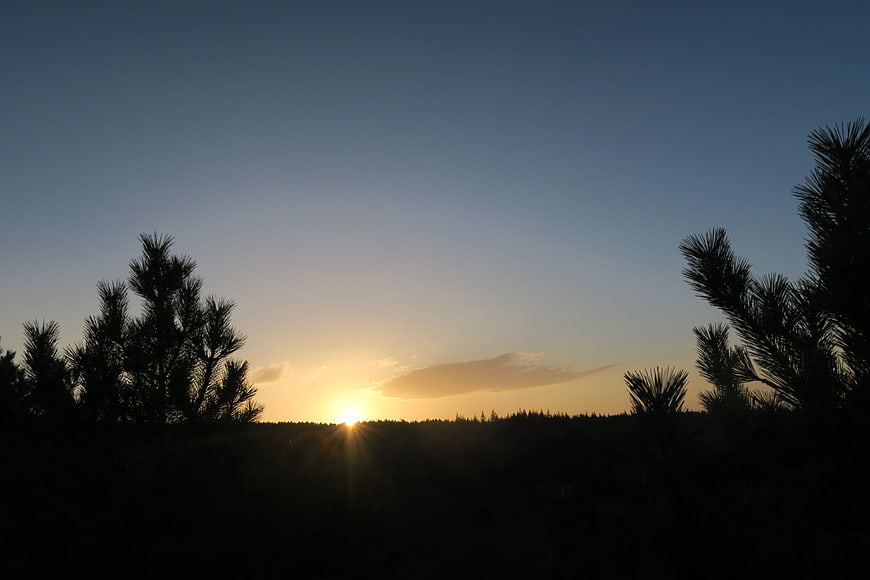 Silhouette of pine trees against a golden sunset sky