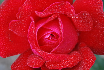 Close-up of a vibrant red rose with water droplets