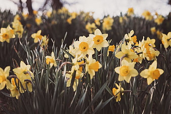 Yellow Daffodils Blooming in a Spring Garden
