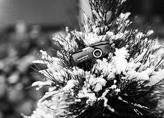 Vintage Olympus Camera Nestled in Snowy Pine Branches