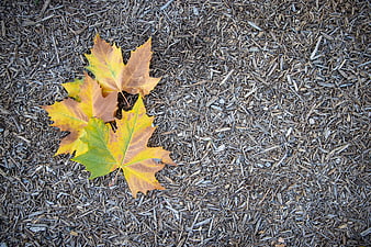 Autumn Maple Leaves on Wood Mulch Background