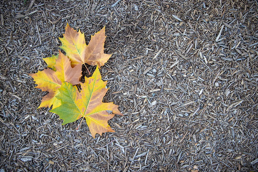 Autumn Maple Leaves on Wood Mulch Background