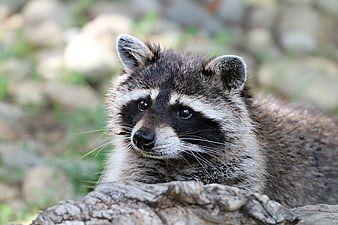 Close-up portrait of a young raccoon resting on a rock