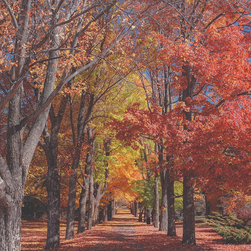 Vibrant Autumn Pathway Lined with Colorful Maple Trees