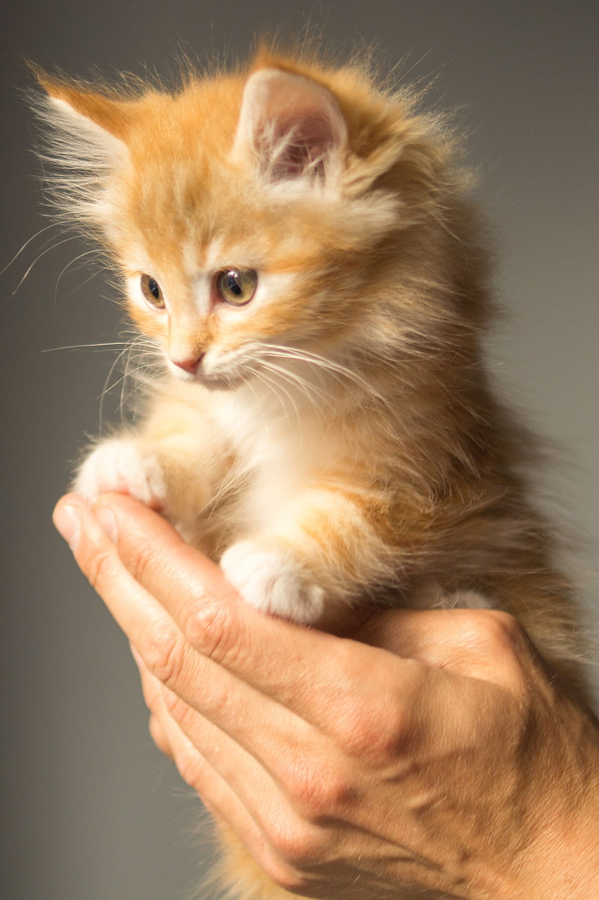 Fluffy Ginger Kitten Held in Human Hands