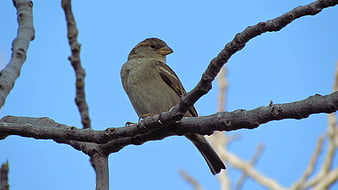Small brown bird perched on a bare tree branch against blue sky
