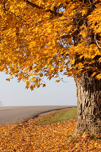 Golden Autumn Maple Tree by a Country Road