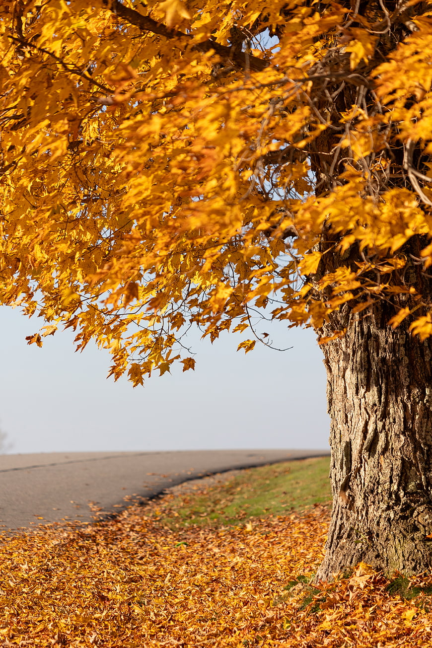 Golden Autumn Maple Tree by a Country Road