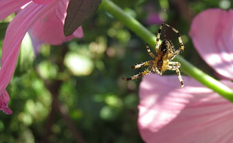 Close-up of a spider on a pink flower petal in a garden