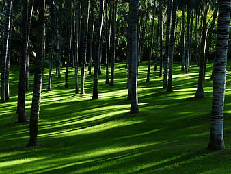 Sunlit Palm Grove with Long Shadows on Green Grass