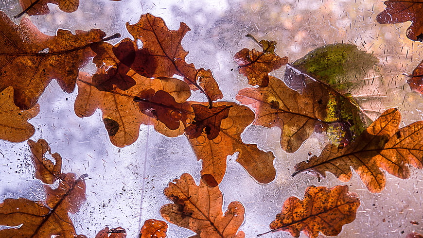 Autumn Oak Leaves Frozen in Ice Texture