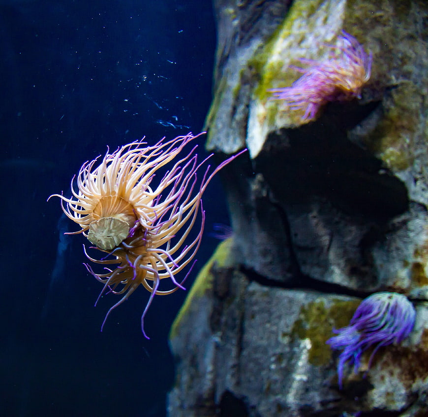 Vibrant Sea Anemone Floating in Deep Blue Underwater Aquarium