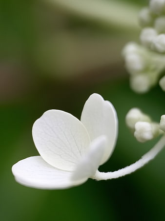 Close-up of delicate white hydrangea flower petals