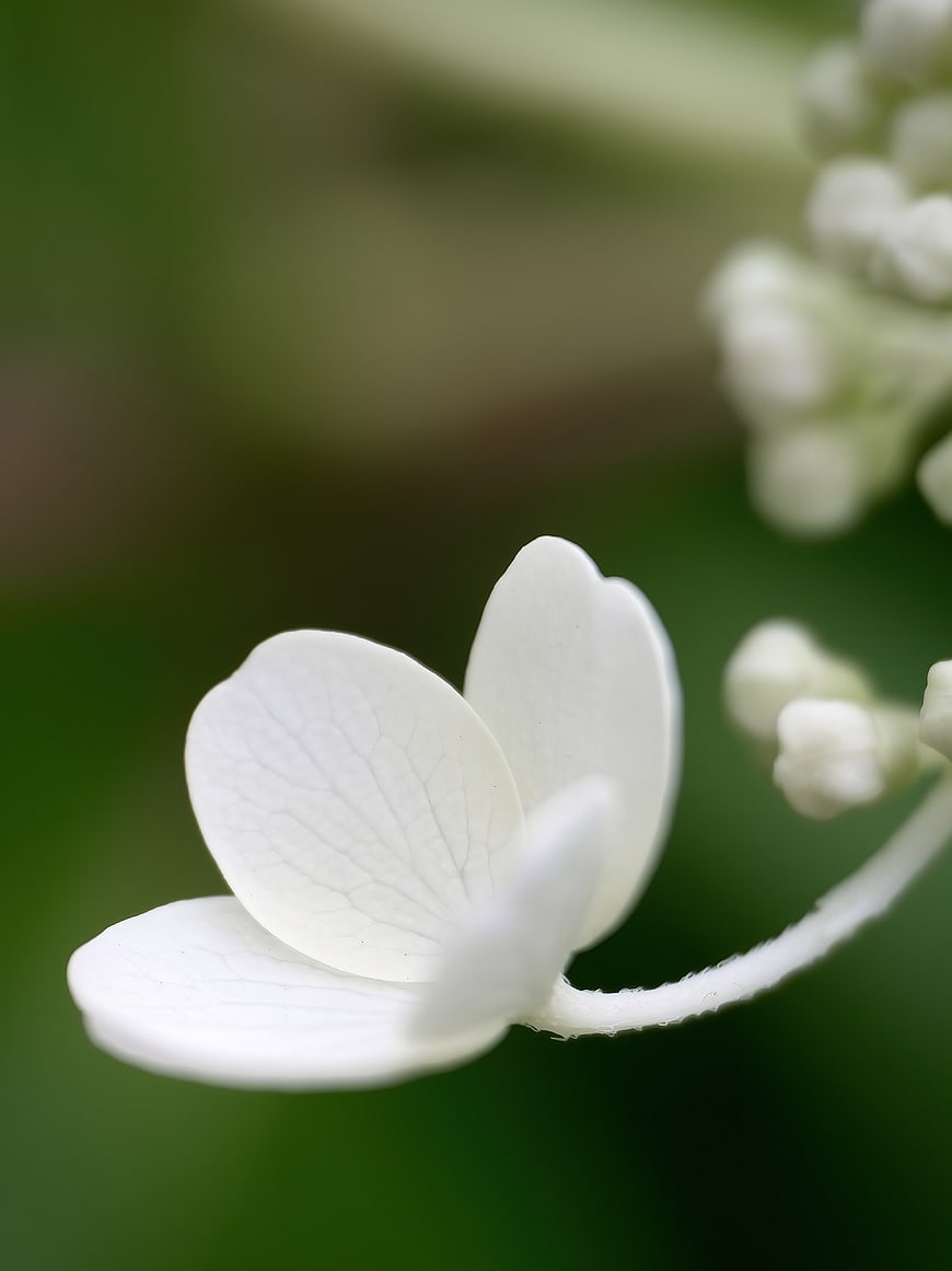 Close-up of delicate white hydrangea flower petals