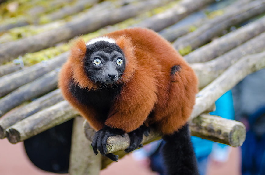 Red Ruffed Lemur Perched on Wooden Branch