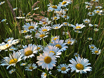 White Daisies Blooming in Green Summer Meadow