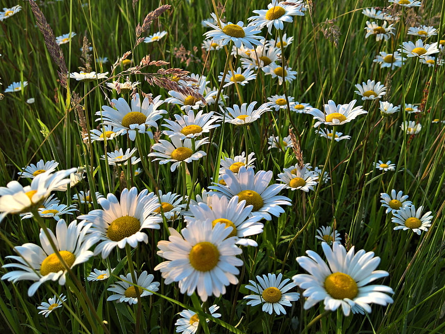 White Daisies Blooming in Green Summer Meadow