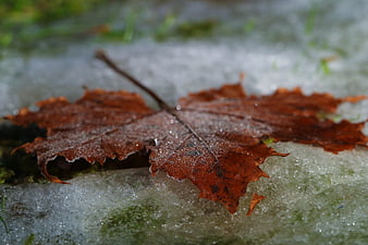 Frosty brown autumn leaf on icy ground close-up