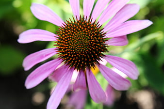 Close-up of a purple coneflower with detailed center