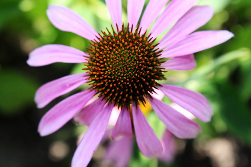 Close-up of a purple coneflower with detailed center