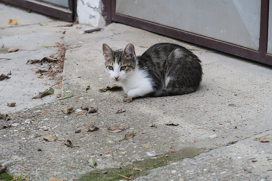 Tabby and white cat resting on concrete sidewalk