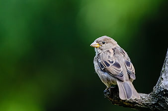 Small Brown Bird Perched on Branch with Green Background