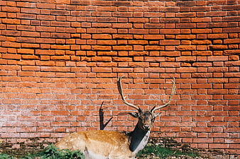 Spotted Deer Resting Against Red Brick Wall