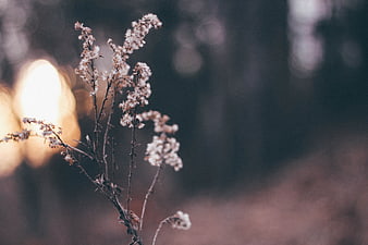 Delicate white wildflowers with soft bokeh background