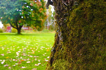 Close-up of mossy tree trunk with blurred autumn park background