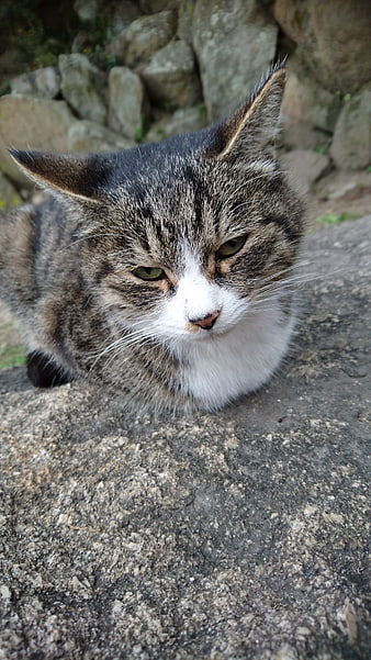 Close-up of a Tabby Cat Resting on Stone
