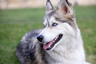 Close-up of a Siberian Husky with Blue Eyes on Grass