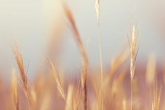 Golden Wheat Stalks in Soft Focus Field