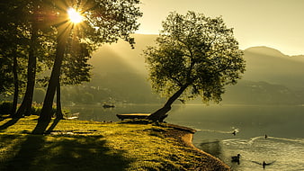 Sunrise over a serene lake with ducks and trees