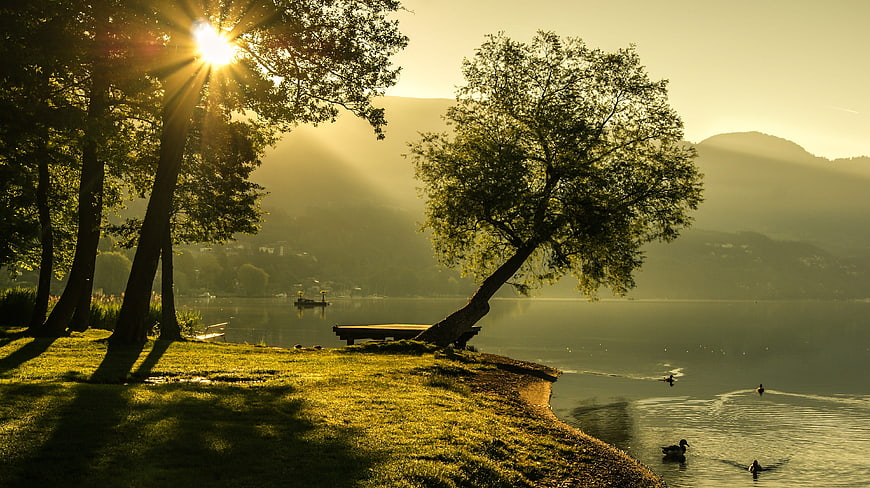 Sunrise over a serene lake with ducks and trees