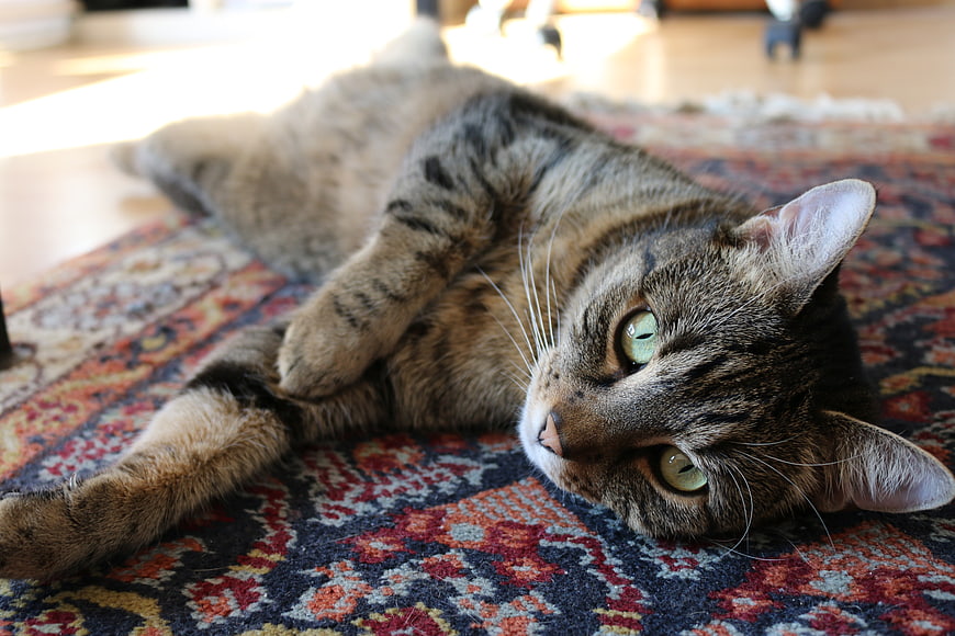 Relaxed Tabby Cat Lying on Patterned Carpet
