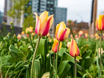 Yellow and Red Tulips in Urban Garden with City Background