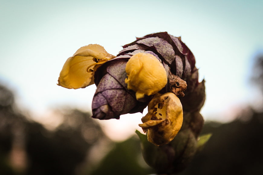 Close-up of purple and yellow flower bud with blurred background