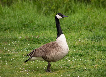 Canada Goose Standing in Green Grass Field