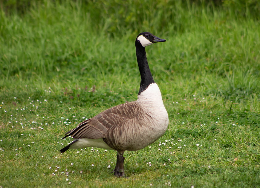 Canada Goose Standing in Green Grass Field