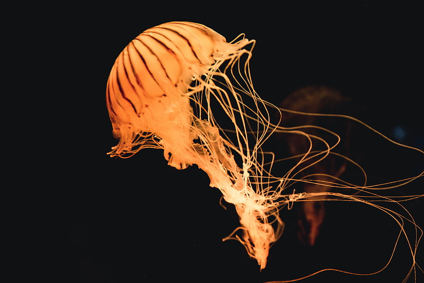 Glowing Orange Jellyfish Floating in Dark Water