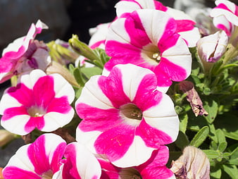 Vibrant Pink and White Petunia Flowers in Bloom